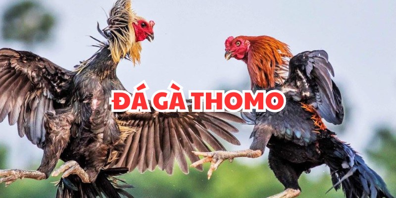 Những ưu điểm của sảnh đá gà Thomo ONE88 
